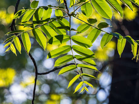 Green fresh ash leaves in sunset light. Ash-tree blossoms in springtime. Leaves on sunsetの写真素材