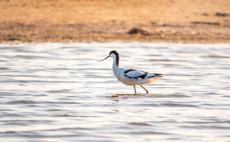 Water bird pied avocet, Recurvirostra avosetta, feeding in the lake. The pied avocet is a large black and white wader with long, upturned beak and long, bluish legsの写真素材