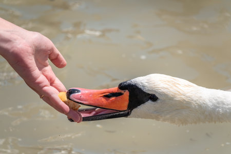 Girl feeding a mute swan in a lake from hand. Mute swan near the lake shore. Birds are not afraid of peopleの写真素材