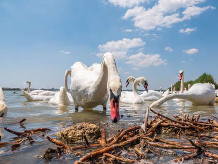 A large flock of graceful white swans swims in the lake., Swans in the wild. The mute swan, latin name Cygnus olor.の写真素材