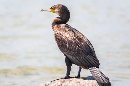 Great cormorant, Phalacrocorax carbo, standing on a stone on the sea shore. The great cormorant, Phalacrocorax carbo, known as the great black cormorant, or the black shag.の写真素材