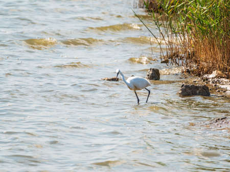 The white heron stands in the lake. Small White Heron, lat. Egretta garzetta, looking at fish in shallow waterの写真素材