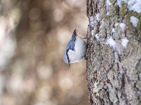 Eurasian nuthatch or wood nuthatch, lat. Sitta europaea, sitting on a tree trunk with snow in winter. Orange colored small bird with a black eyestripe.の写真素材