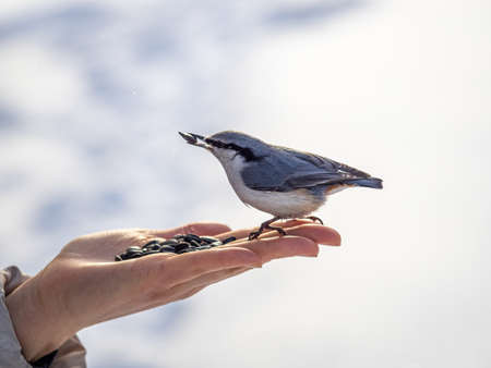 The Eurasian nuthatch eats seeds from a palm. Hungry bird wood nuthatch eating seeds from a hand during winter or autumn. Caring for animals in winter or autumn.の写真素材