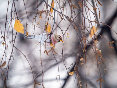 Common redpoll, cute bird with bright red patch on its forehead sits on tree branch without leaves in winter. Acanthis flammea femaleの写真素材