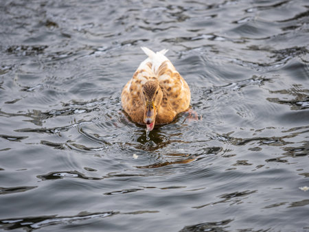 Yellow colored Mallard female Duck swims in the pond. animal polymorphism. Portrait of a female duck on the water. Mallard, lat. Anas platyrhynchos, femaleの写真素材