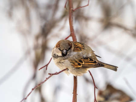 Sparrow sits on a branch without leaves. Sparrow on a branch in the autumn or winterの写真素材