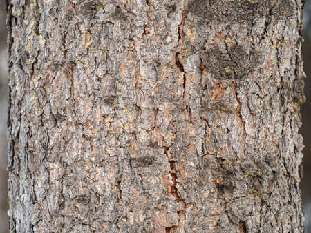 Bark texture and background of a old fir tree trunk. Detailed bark texture.の写真素材