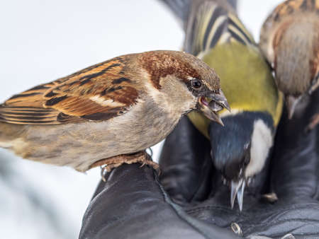 Sparrow eats seeds from a man's hand. A Sparrow bird sitting on the hand and eating nuts.の写真素材