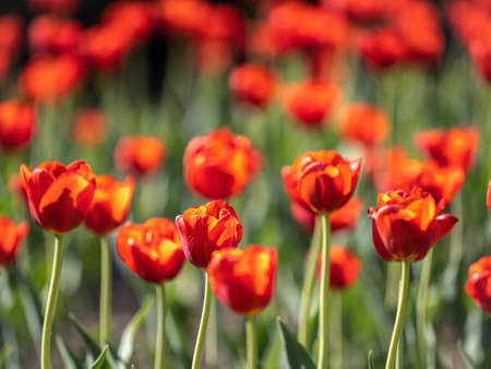 Colorful red tulips blossom in spring. Natural sprintime background.の写真素材