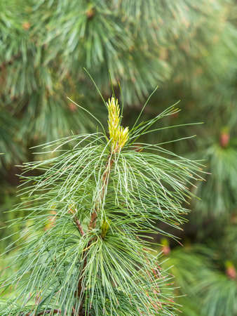 Green small pine trees with fresh shoots in spring or summer. Dense thickets of stunted pines with young branches in the spring in the mountainsの写真素材