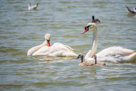 A pair of mute swans, Cygnus olor, swimming on a lake with its new born baby cygnets. White swans and its chicks. Mute swan protects its small offspring. Gray, fluffy new born baby cygnets.の写真素材
