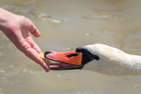 Girl feeding a mute swan in a lake from hand. Mute swan near the lake shore. Birds are not afraid of peopleの写真素材