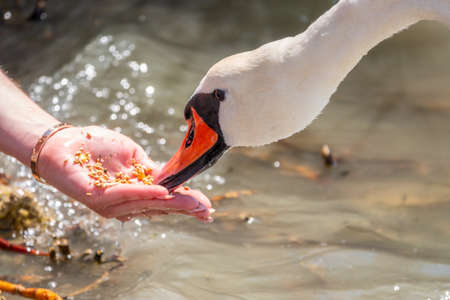 Girl feeding a mute swan in a lake from hand. Mute swan near the lake shore. Birds are not afraid of peopleの写真素材