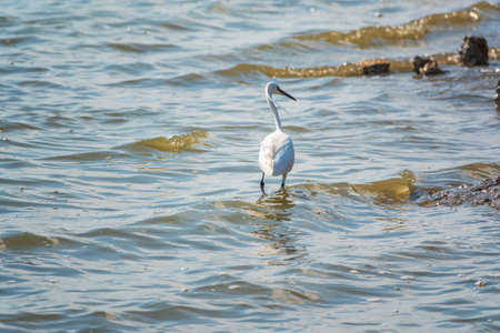 The white heron stands in the lake. Small White Heron, lat. Egretta garzetta, looking at fish in shallow waterの写真素材