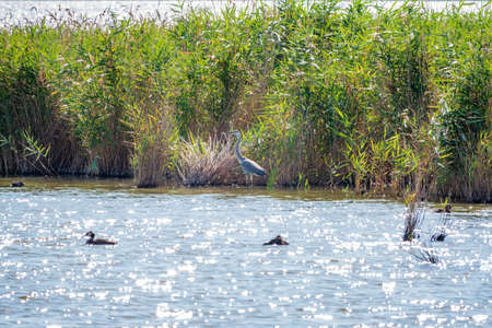 The gray heron stands in the lake. Gray heron Ardea cinerea looking at fish in shallow waterの写真素材