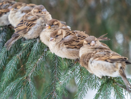 Sparrows sits on a fir branch. Sparrows on a branch in the autumn or winter