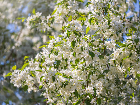 White blossoming apple trees. White apple tree flowers. Spring season, spring colors