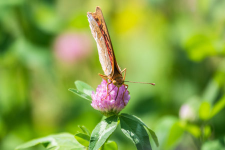 The dark green fritillary butterfly collects nectar on flower. Speyeria aglaja, previously known as...