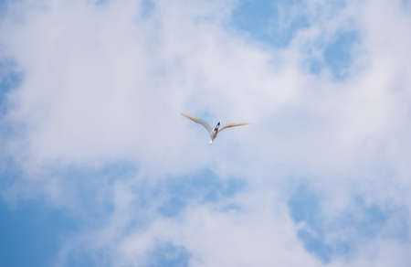 Little Egret in Flight. Small White Heron, lat. Egretta garzettaの写真素材