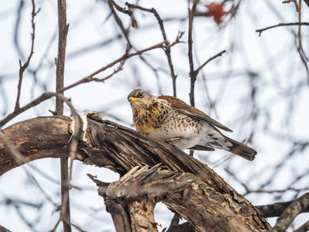 Fieldfare, lat. Turdus pilaris, is sitting on branch in winter or autumn blurred background.