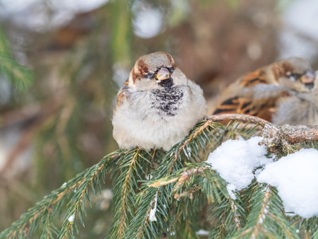 Sparrow sits on a fir branch in the sunset light. Sparrow on a branch with snow in the autumn or...