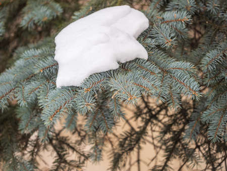 Green fir branches in winter covered with snow. Branches of fir tree as background, closeup. Christmas backgroundの写真素材