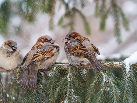 Three Sparrows sits on a fir branch. Sparrows on a branch in the autumn or winterの写真素材