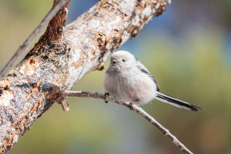 European long-tailed tit, latin name Aegithalos caudatus. A bird sitting on a branch in a deciduous forest. Bird watching in early spring in March. Cool background behind the object.の写真素材