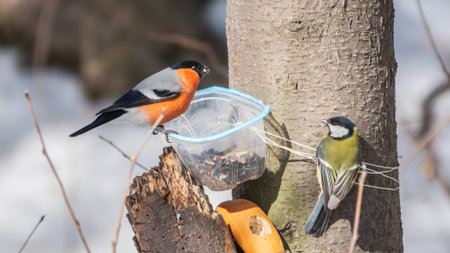 The bullfinch, common bullfinch or Eurasian bullfinch, lat. Pyrrhula pyrrhula, sitting on the bird...