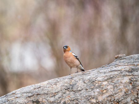 Common chaffinch sits on a tree. Beautiful songbird Common chaffinch in wildlife. The common...