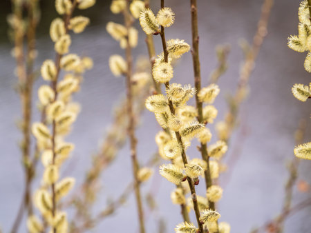 nature awakens in spring. Blooming willow twigs and furry willow-catkins, so called seals or cats....