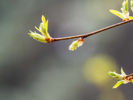 Green bushes with young leaves in the sunset. Background springtime image.の写真素材