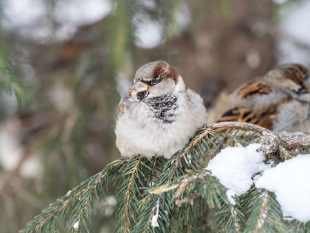 Sparrow sits on a fir branch in the sunset light. Sparrow on a branch with snow in the autumn or winterの写真素材
