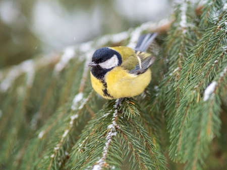 Cute bird Great tit, songbird sitting on the fir branch with snow in winter. Parus majorの写真素材