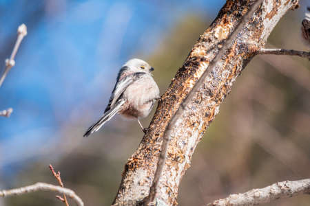European long-tailed tit, latin name Aegithalos caudatus. A bird sitting on a branch in a deciduous forest. Bird watching in early spring in March. Cool background behind the object.の写真素材