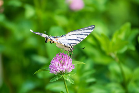 Beautiful Butterfly Scarce Swallowtail, Sail Swallowtail, Pear-tree Swallowtail, Podalirius....