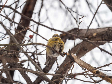 Red Crossbill female sitting on the tree branch and eats wild apple berries. Crossbill bird eats berries. The red crossbill or common crossbill, latin name Loxia curvirostraの写真素材