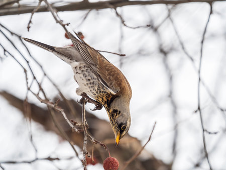 Fieldfare, lat. Turdus pilaris, sitting on the bush and feeding on wild red apples in winter or early spring time.の写真素材