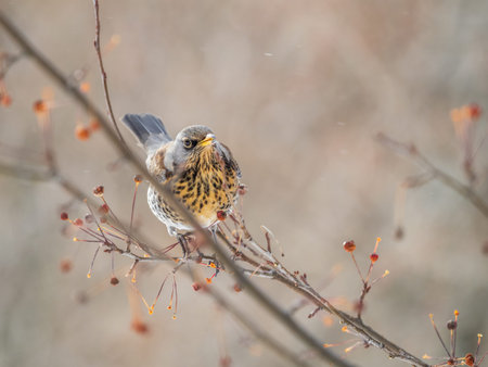 Fieldfare, lat. Turdus pilaris, sitting on the bush and feeding on wild red apples in winter or...