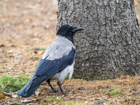 Hooded crow, corvus cornix, also called the hoodie, standing on the lawn in the autumn or spring...