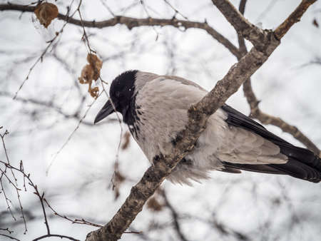 A hooded crow sitting on a tree. The hooded crow, Corvus cornix, also called hoodieの写真素材