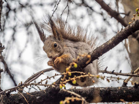 The squirrel with nut sits on a branches in the spring or summer. Eurasian red squirrel, Sciurus vulgarisの写真素材