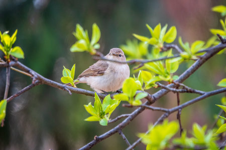 Common chiffchaff, lat. phylloscopus collybita, sitting on branch of bush in spring and looking for...