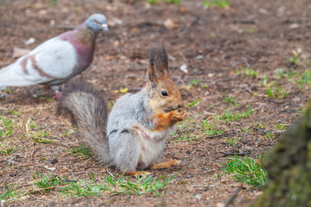 Squirrel in autumn or spring with nut on the green grass with fallen yellow leaves. Squirrel looking...