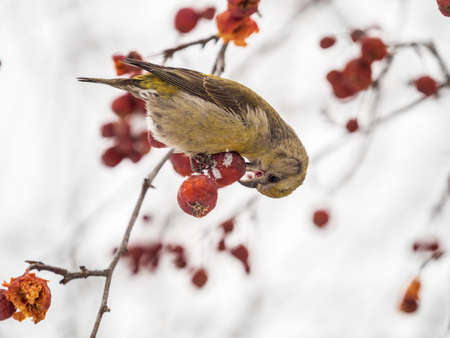 Red Crossbill female sitting on the tree branch and eats wild apple berries. Crossbill bird eats berries. The red crossbill or common crossbill, latin name Loxia curvirostraの写真素材