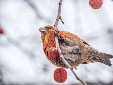 Red Crossbill male sitting on the tree branch and eats wild apple berries. Crossbill bird eats berries. The red crossbill or common crossbill, latin name Loxia curvirostraの写真素材
