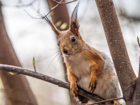 The squirrel sits on a branch in the spring or summer. Eurasian red squirrel, Sciurus vulgarisの写真素材