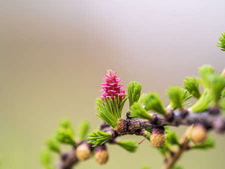 Larch tree fresh pink cones blossom at spring on nature background. Branches with young needles European larch Larix decidua with pink flowers.の写真素材