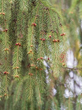 Fir branches with fresh shoots in spring. Young green shoots of spruce in the spring. Spruce...